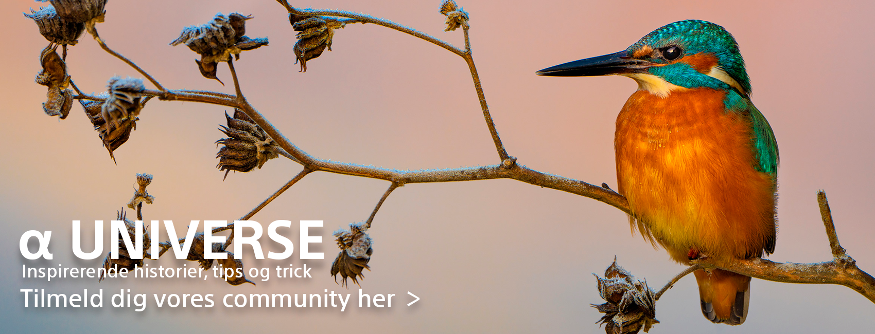 alphauniverse DK alphauniverse DK